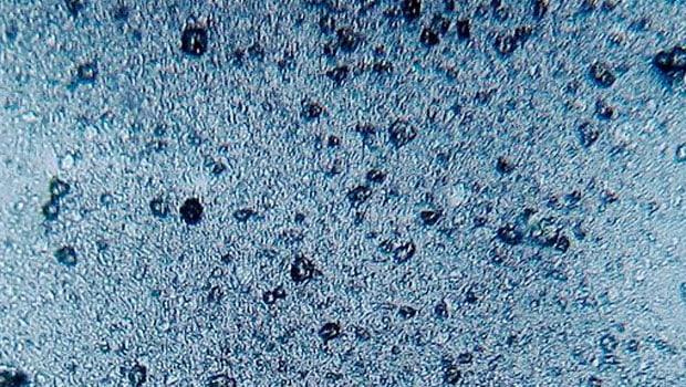 A propósito de la nueva ley de bolsas plásticas hablamos sobre el problema de los microplásticos