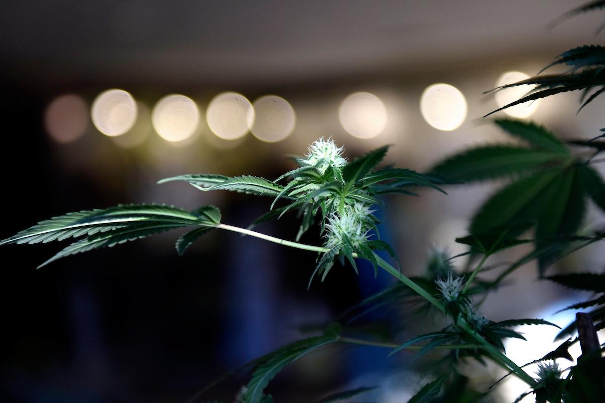 ExpoCannabis en el Latu. Foto: Nicolás Celaya /adhocFOTOS